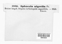 Diaporthopsis nigrella image